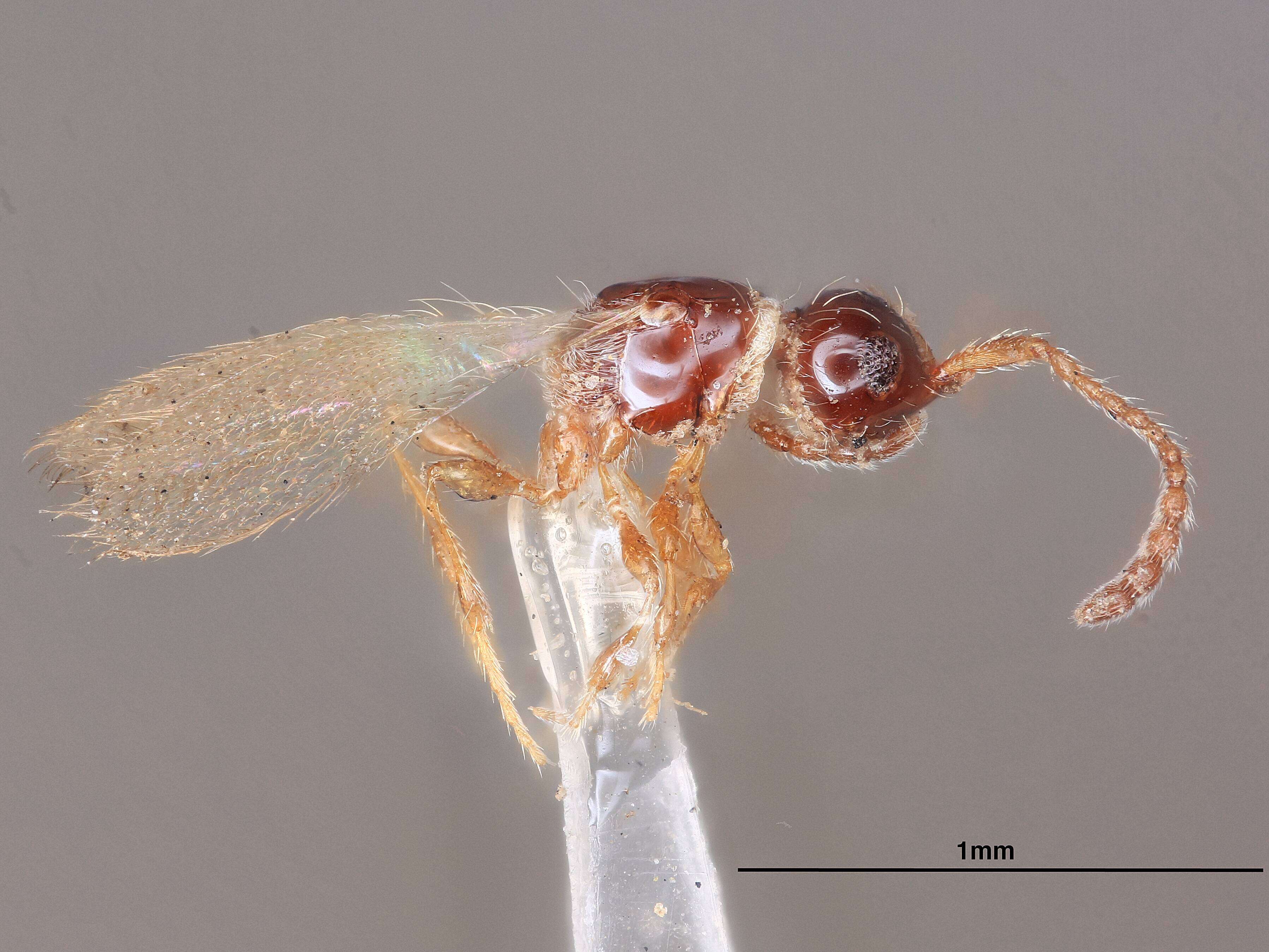 Image of Trichopria pacifica Ashmead 1893