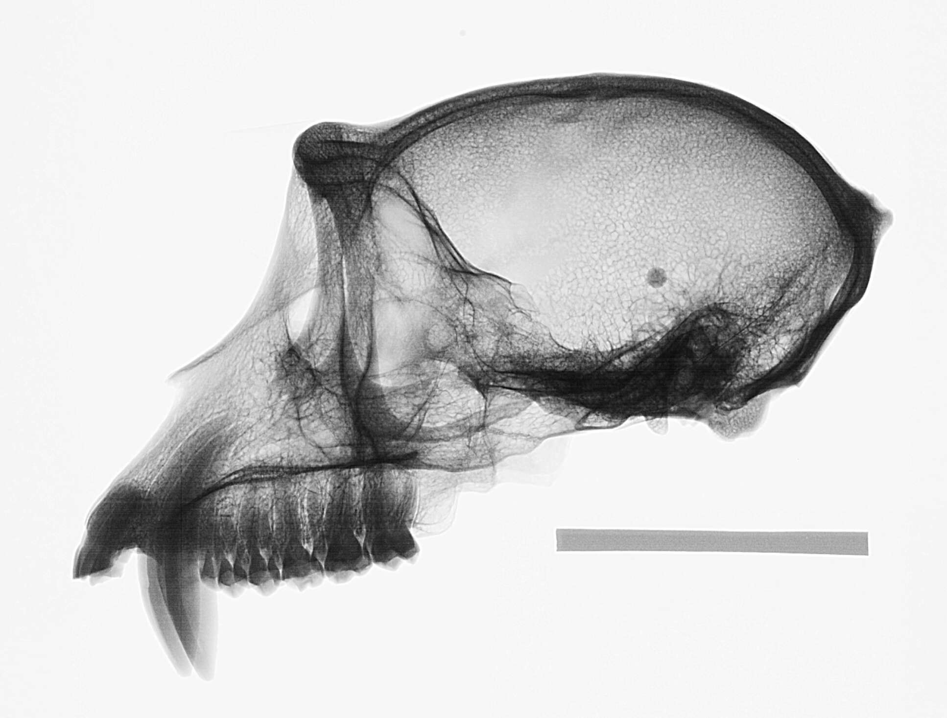 Image of Macaca fascicularis fascicularis (Raffles 1821)