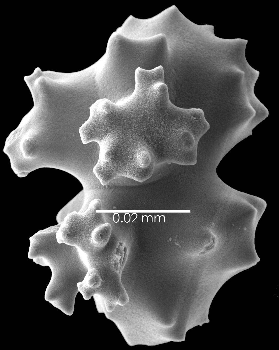 Image of Pleurocorallium niveum (Bayer 1956)