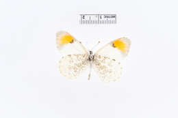 Image of Sara Orangetip