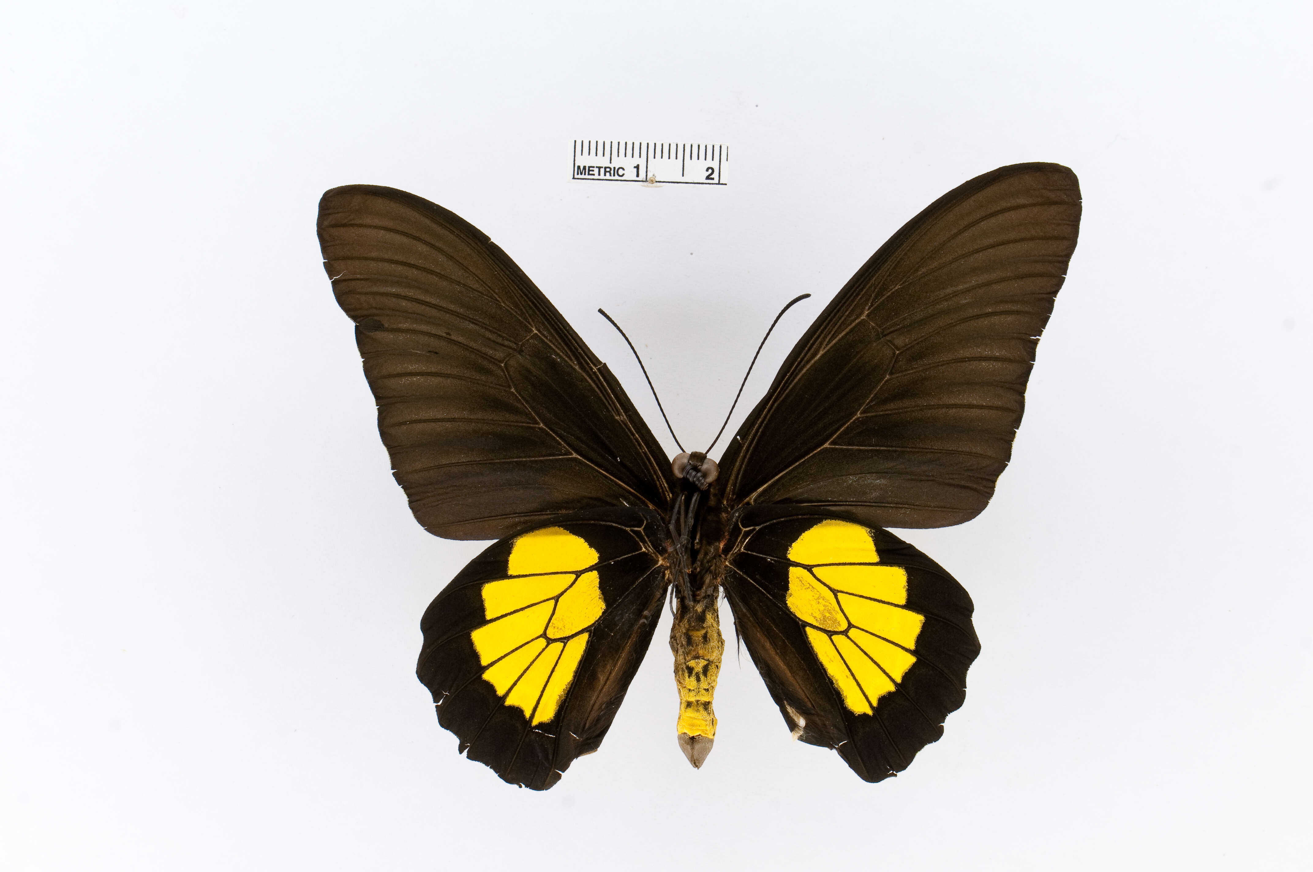 Image of Troides criton (Felder & Felder 1860)