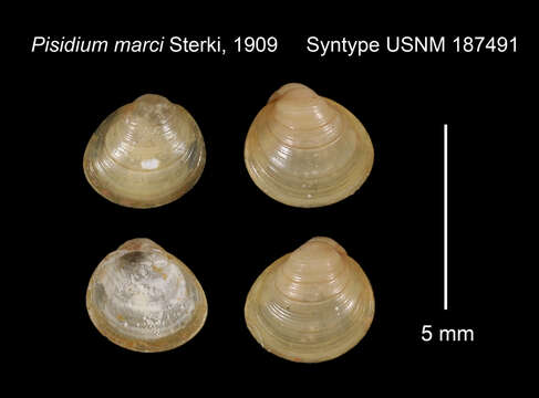 Image of Pisidium marci Sterki 1909