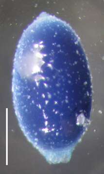 Image of Resomia persica Pugh & Haddock 2010