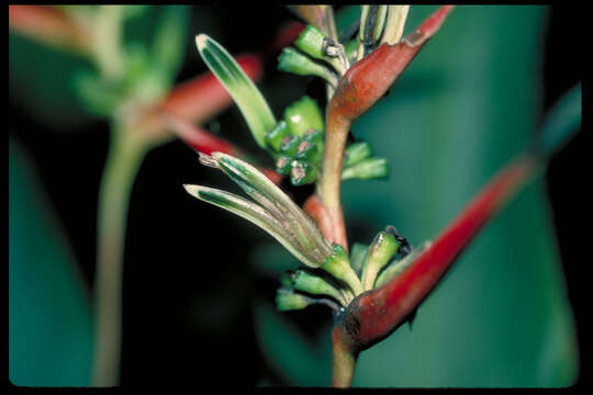 Image of Heliconia brachyantha L. Andersson