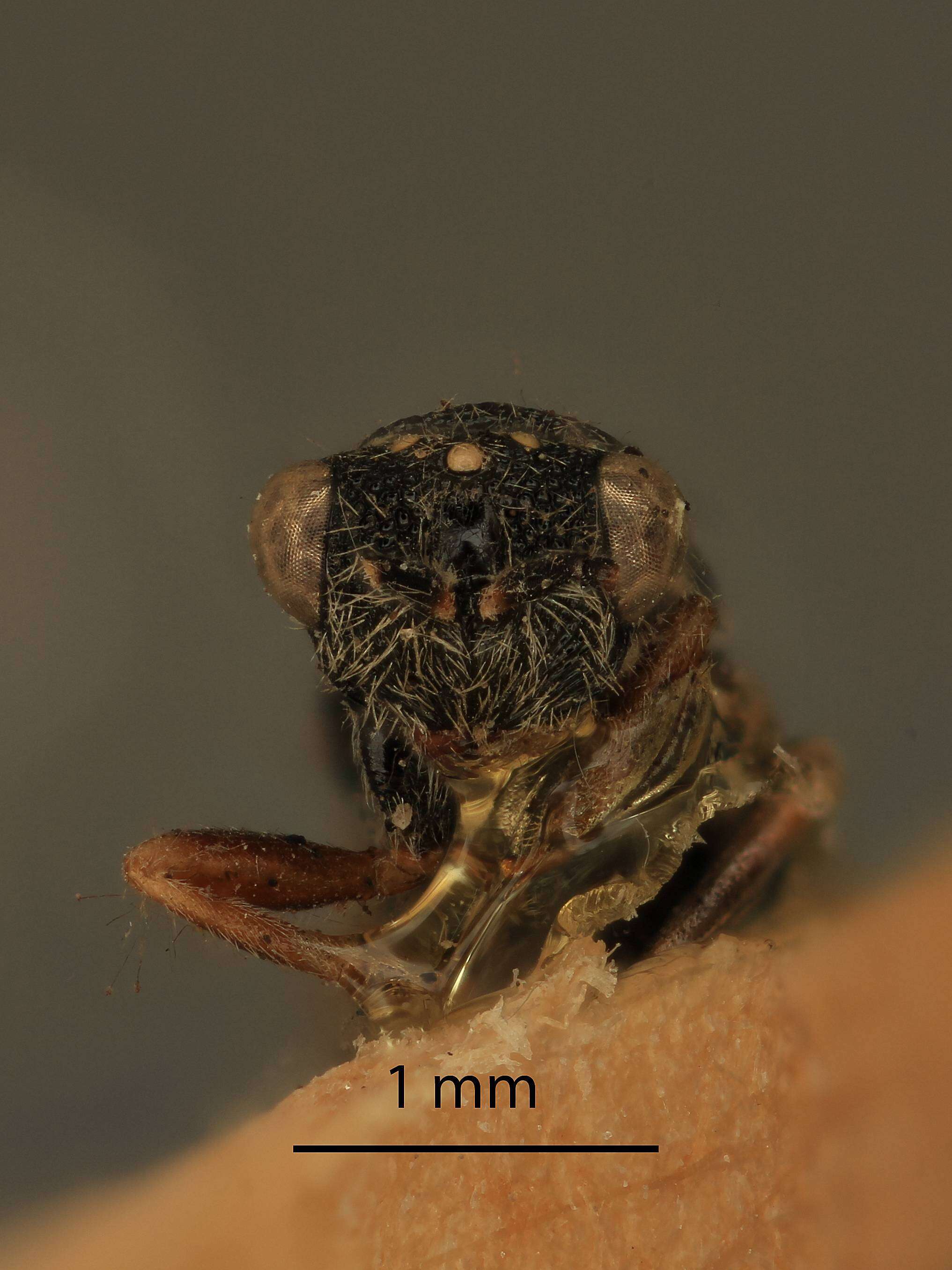 Image of Eurytoma laxitas Bugbee 1941