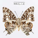 Image of Charaxes penricei Rothschild 1900