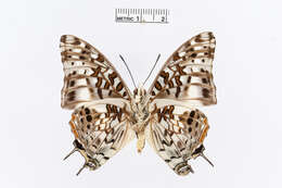 Imagem de Charaxes penricei Rothschild 1900