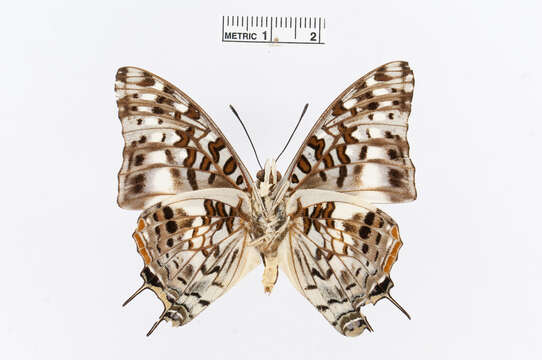 Image of Charaxes penricei Rothschild 1900