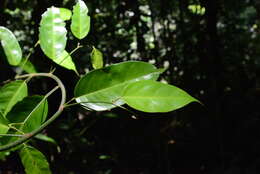 Image of Dalbergia amazonica (Radlk.) Ducke