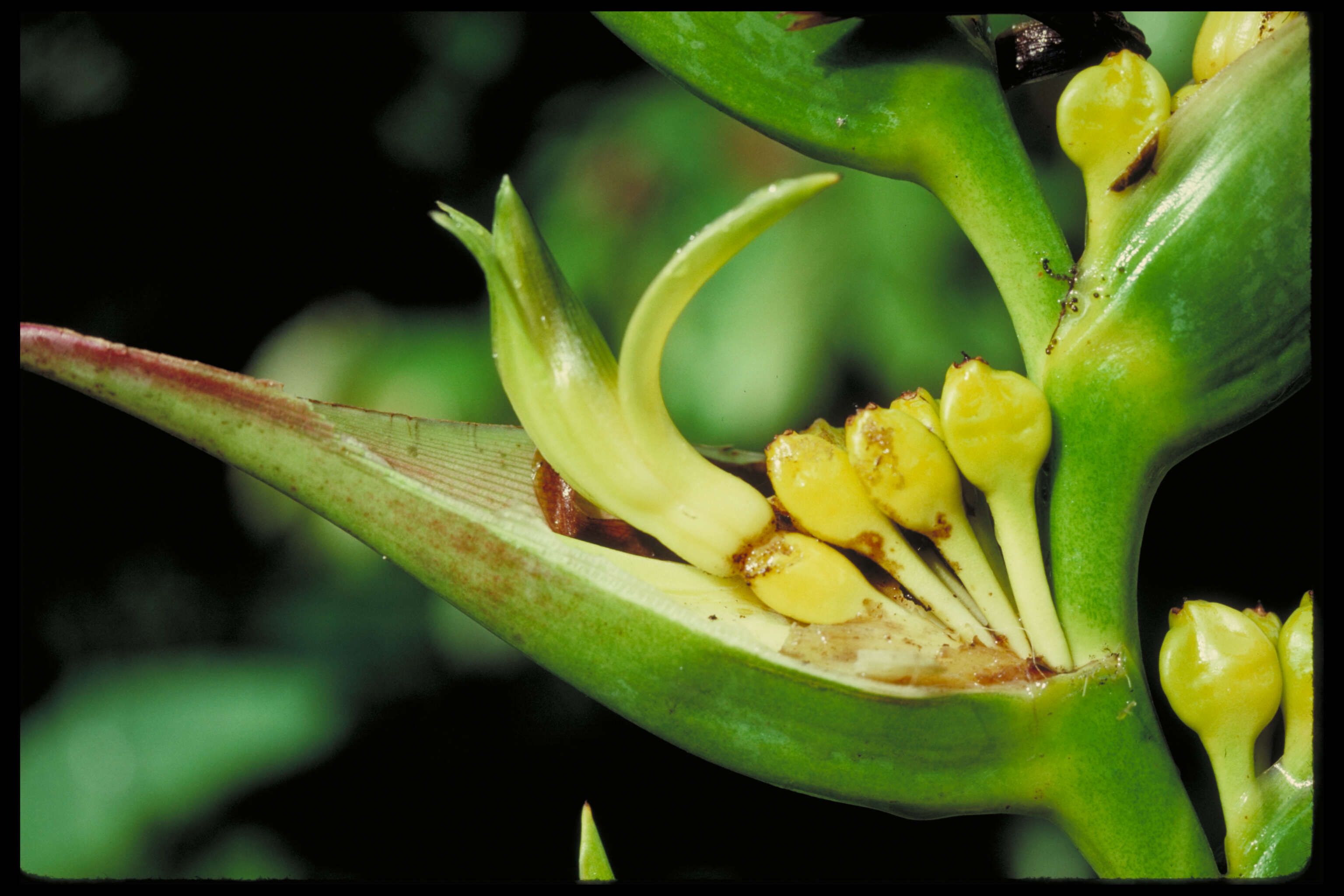 Image of Heliconia indica var. austrocaledonica (Vieill.) W. J. Kress