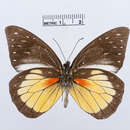 Image of Prioneris hypsipyle Weymer 1887