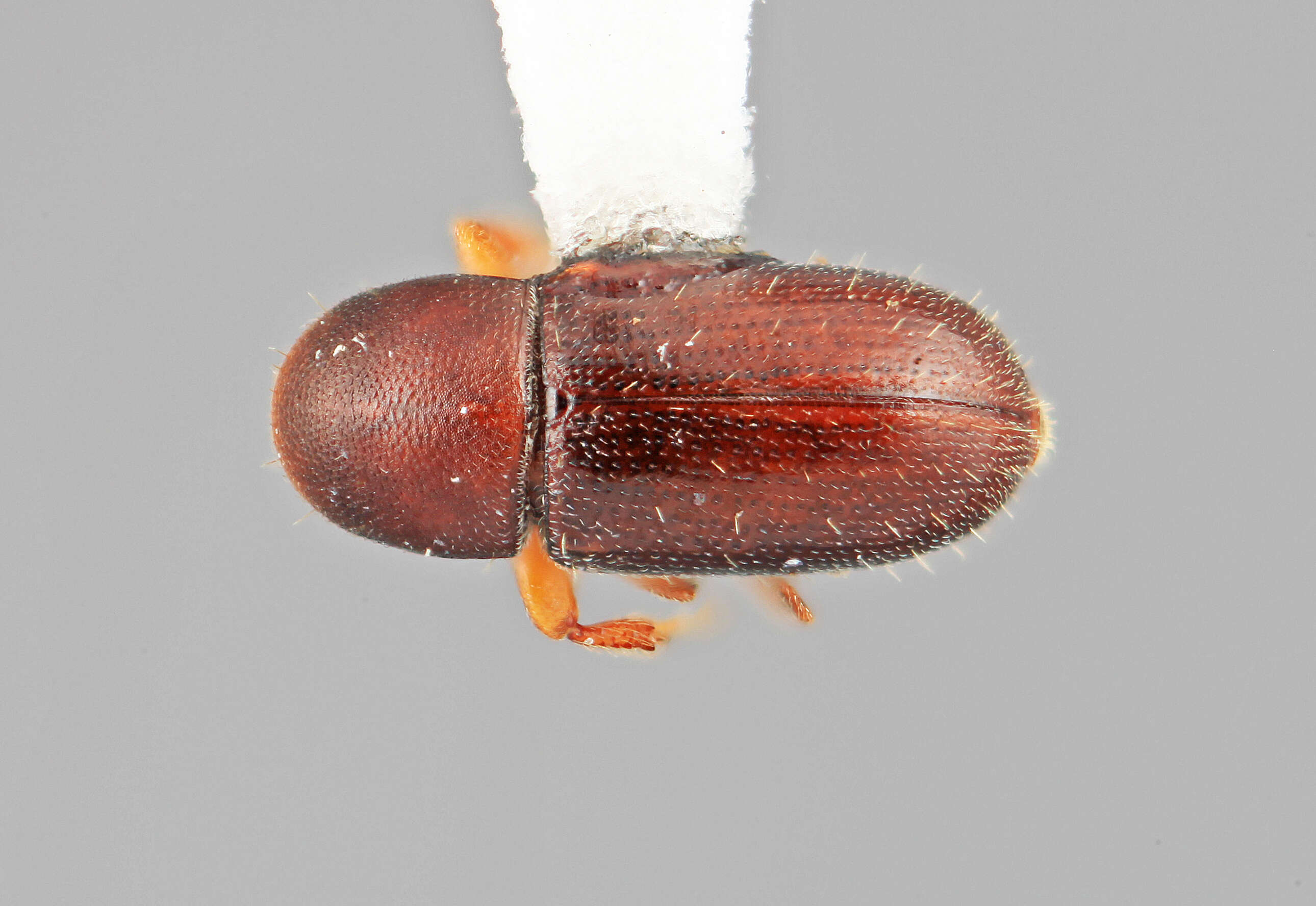 Image of Scolytodes ficicolens Wood 1981