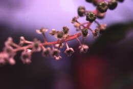 Image of American Nightshade