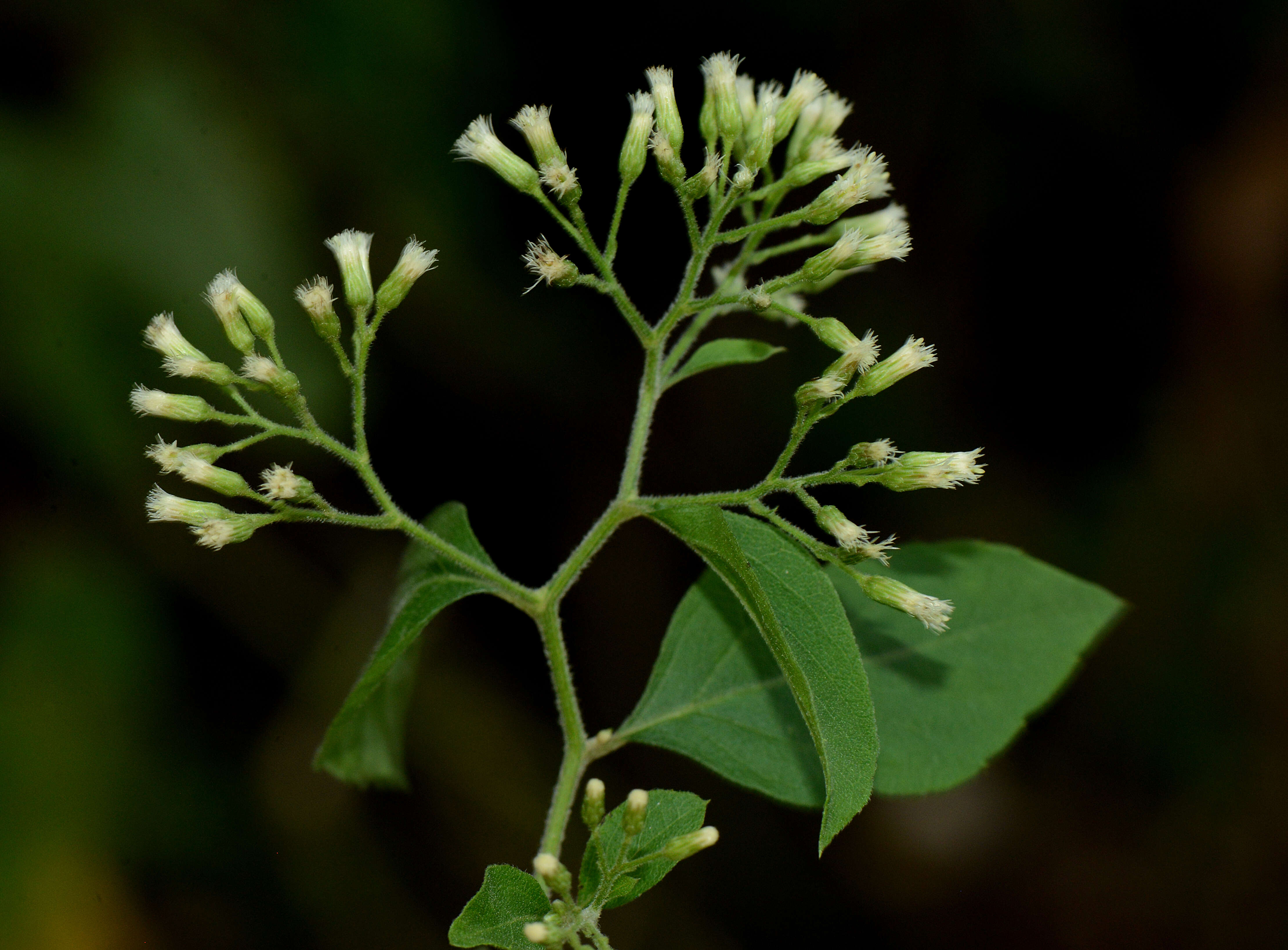 Image of Archibaccharis hirtella (DC.) Heering