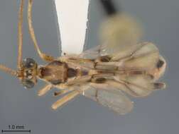 Image of Aleiodes pardalotus Marsh & Shaw 1998