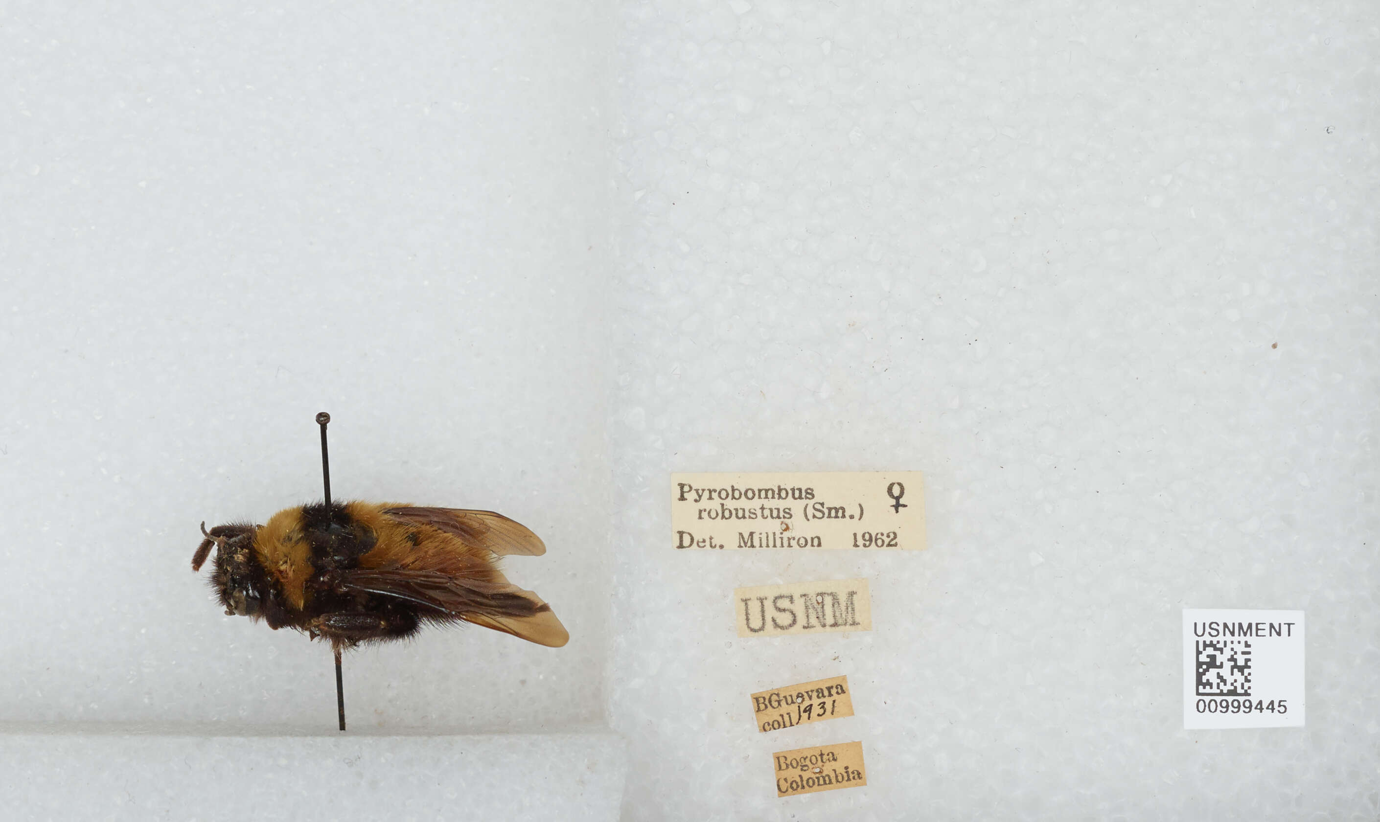 Image of Bombus robustus Smith 1854