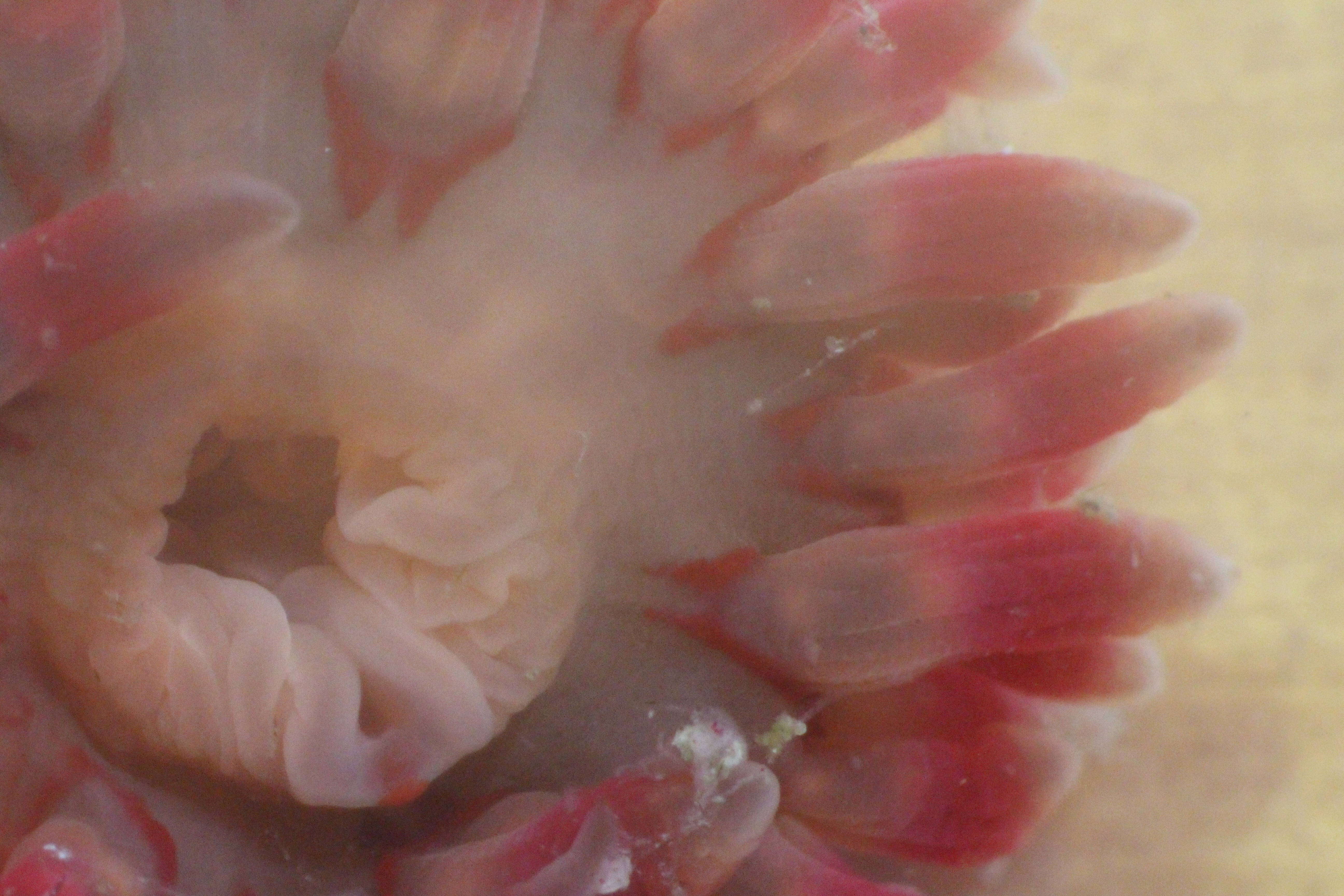 Image of Christmas anemone