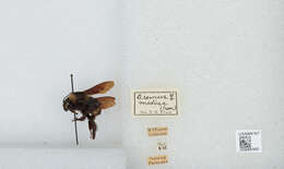 Image de Bombus medius Cresson 1864