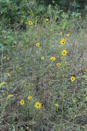 Image of swamp sunflower