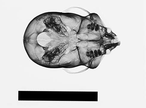 Image of Geoffroy's tamarin