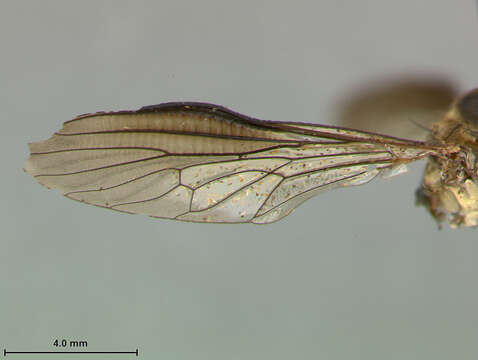 Image of Ommatius falcatus Scarbrough 1984