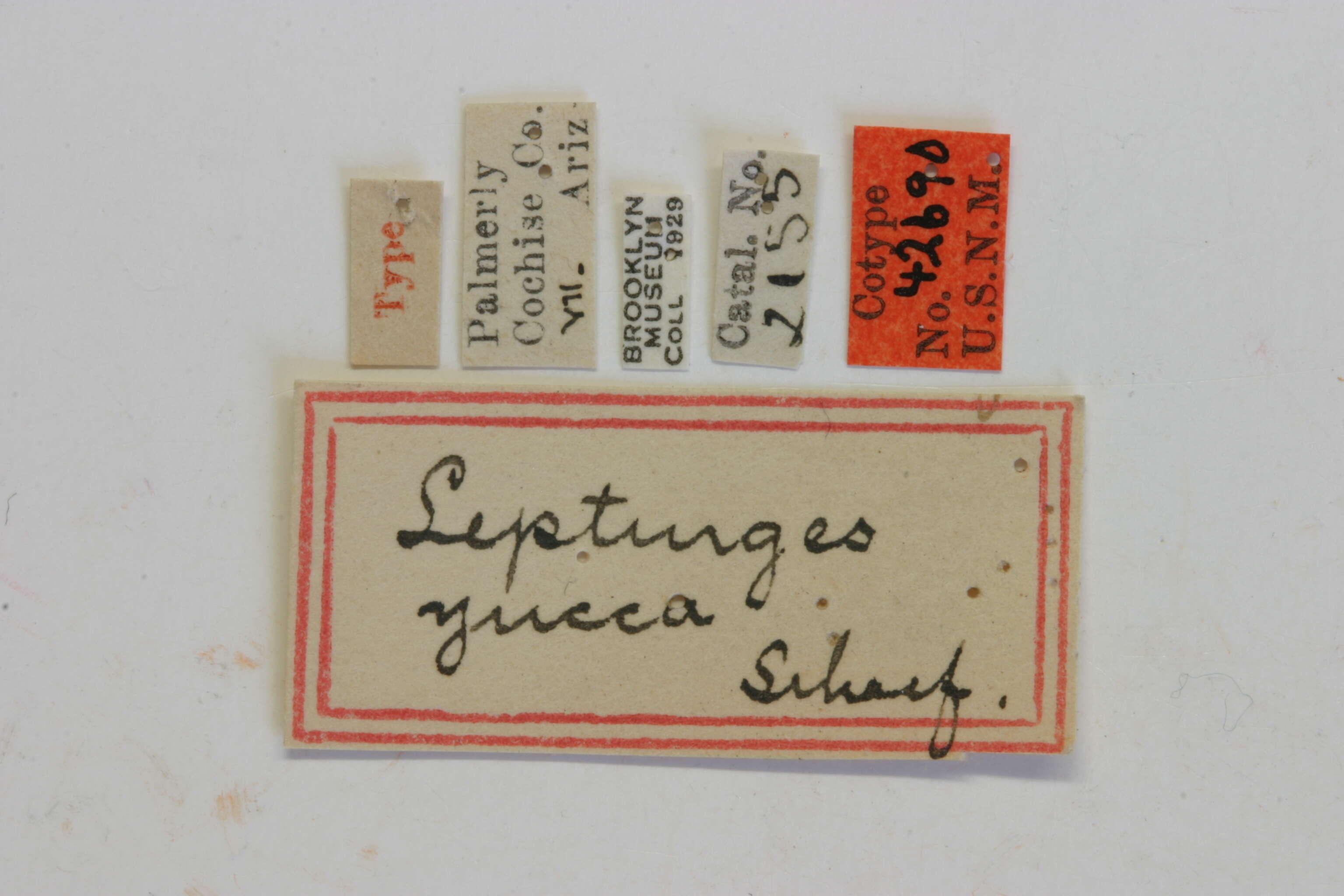 Image of Lepturges yucca Schaeffer 1905