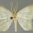 Image of Chloropteryx jalapata Dyar 1916