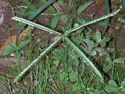 Image of Indian goosegrass