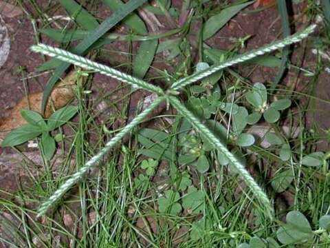 Image of Indian goosegrass