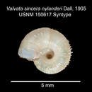 <i>Valvata sincera nylanderi</i> Dall 1905的圖片