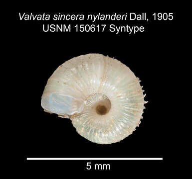 Image of <i>Valvata sincera nylanderi</i> Dall 1905