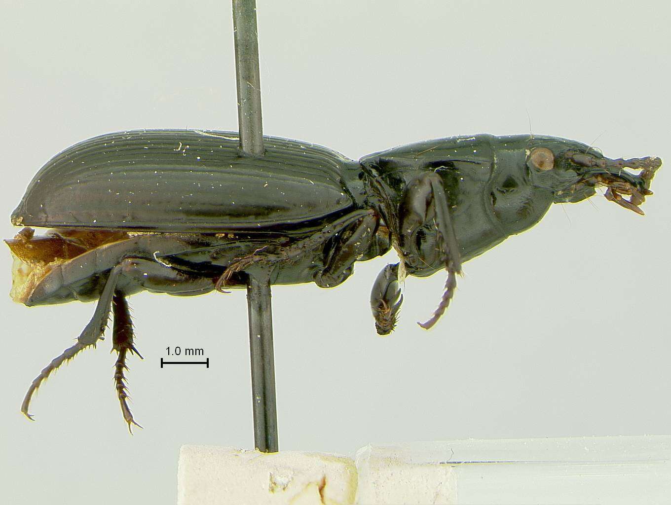 Слика од Nothobroscus chilensis Roig-Juñent & Ball 1995