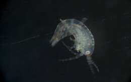 Image of Amphipoda