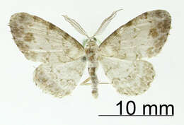 Image de Physocleora scutigera Warren 1906