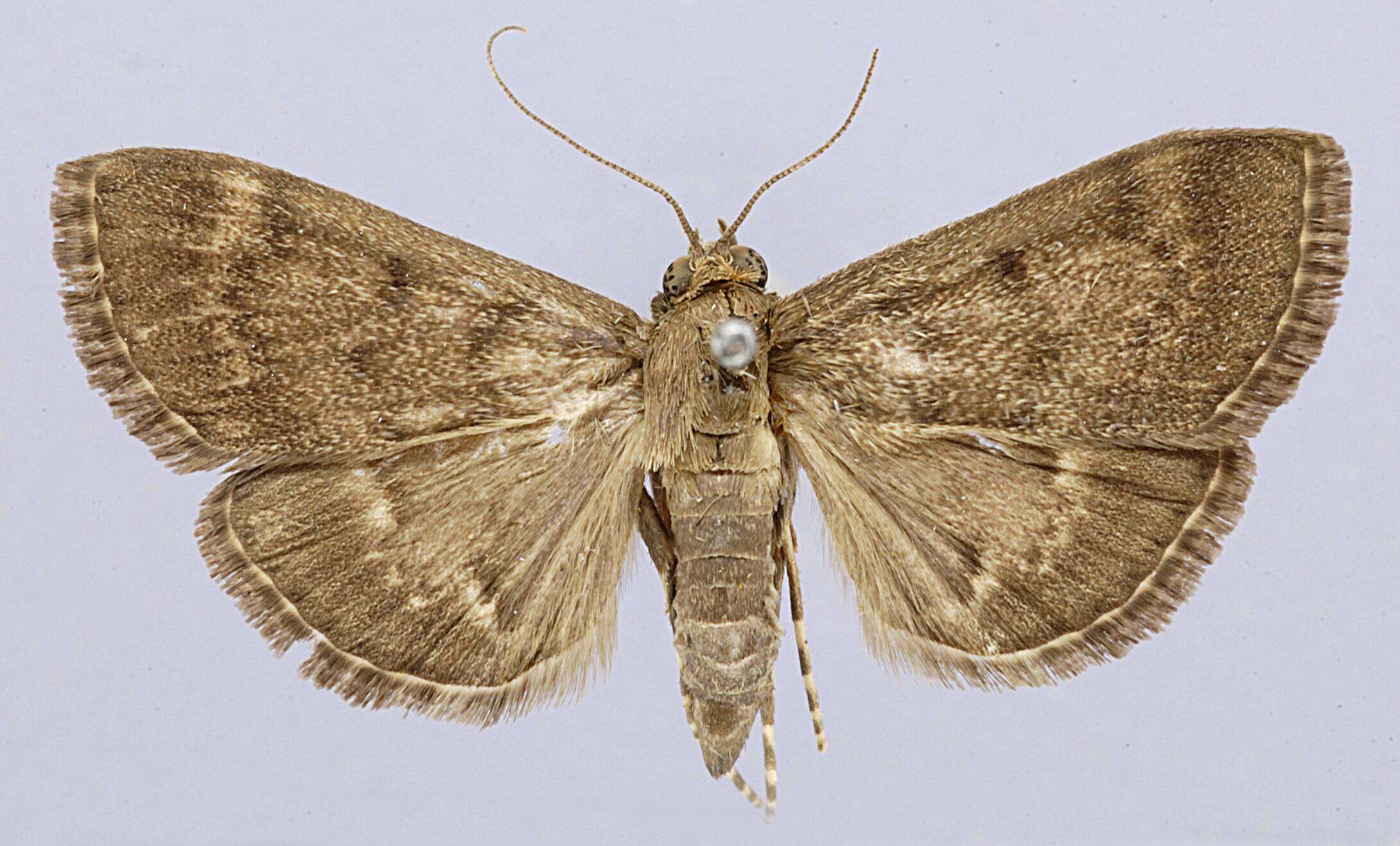 Image of Syllepte azadesalis Schaus 1927