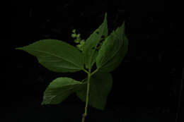 Image of Acalypha schiedeana Schltdl.