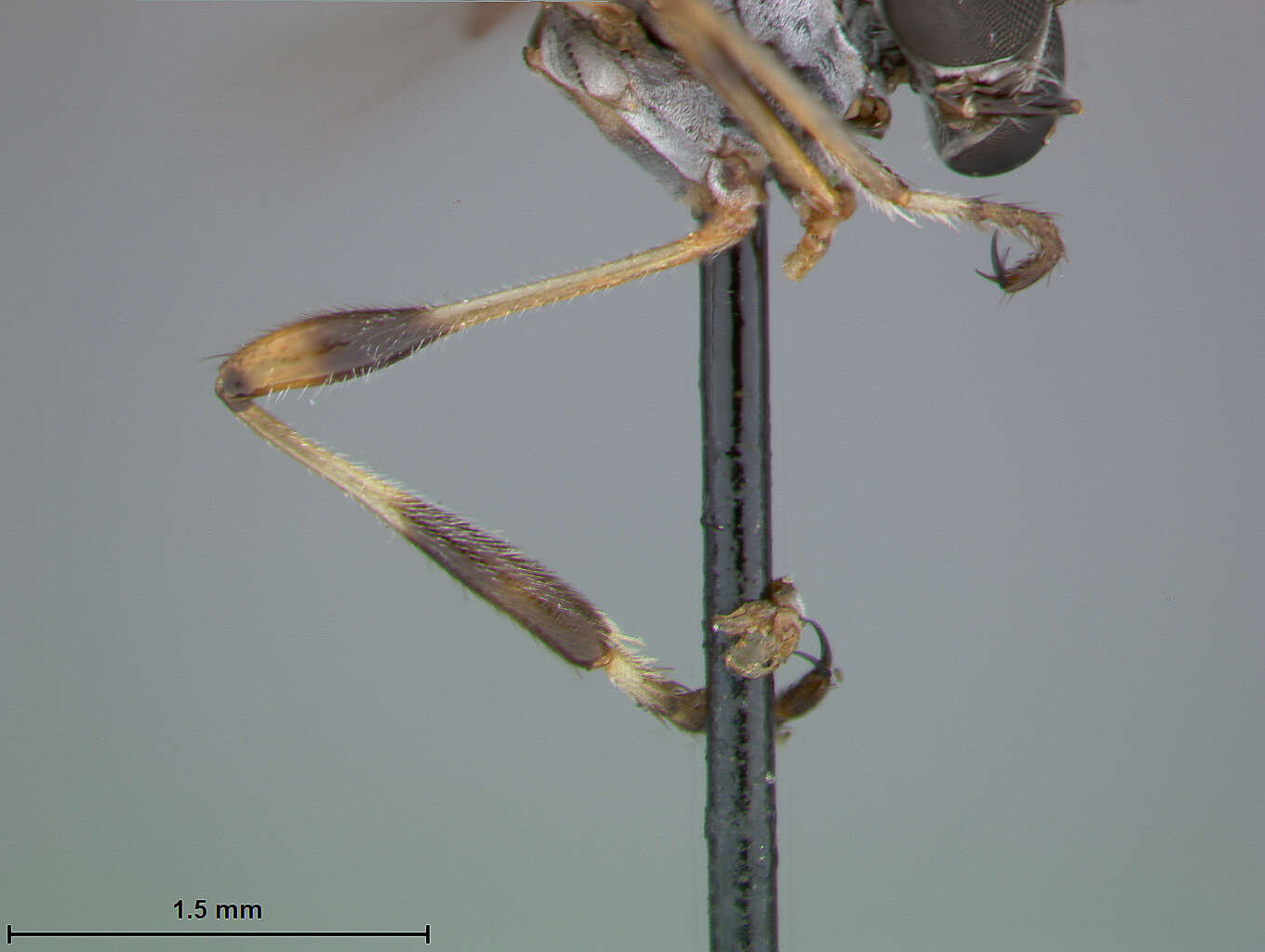 Image of Beameromyia