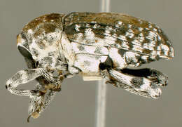 Image of Peridinetus latiusculus Casey 1922