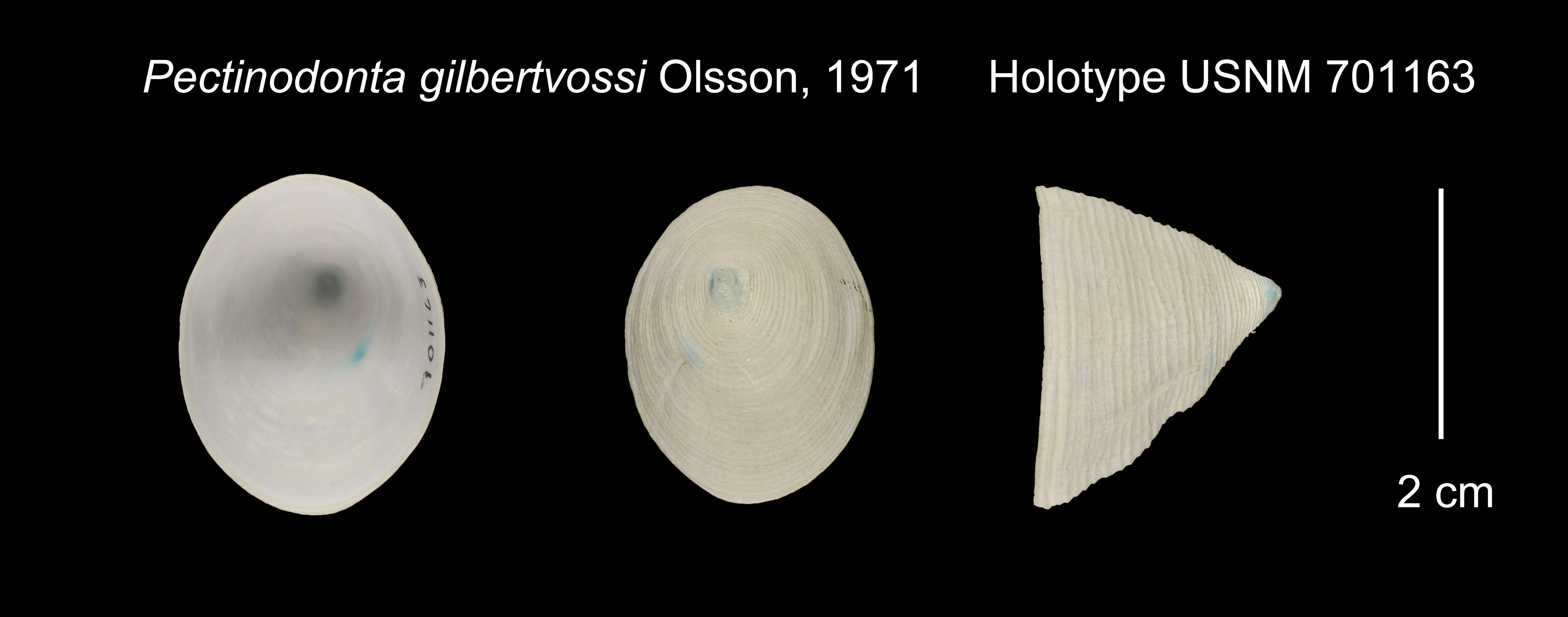 Sivun Pectinodonta gilbertvossi Olsson 1971 kuva