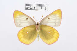 Image of <i>Colias australis</i>