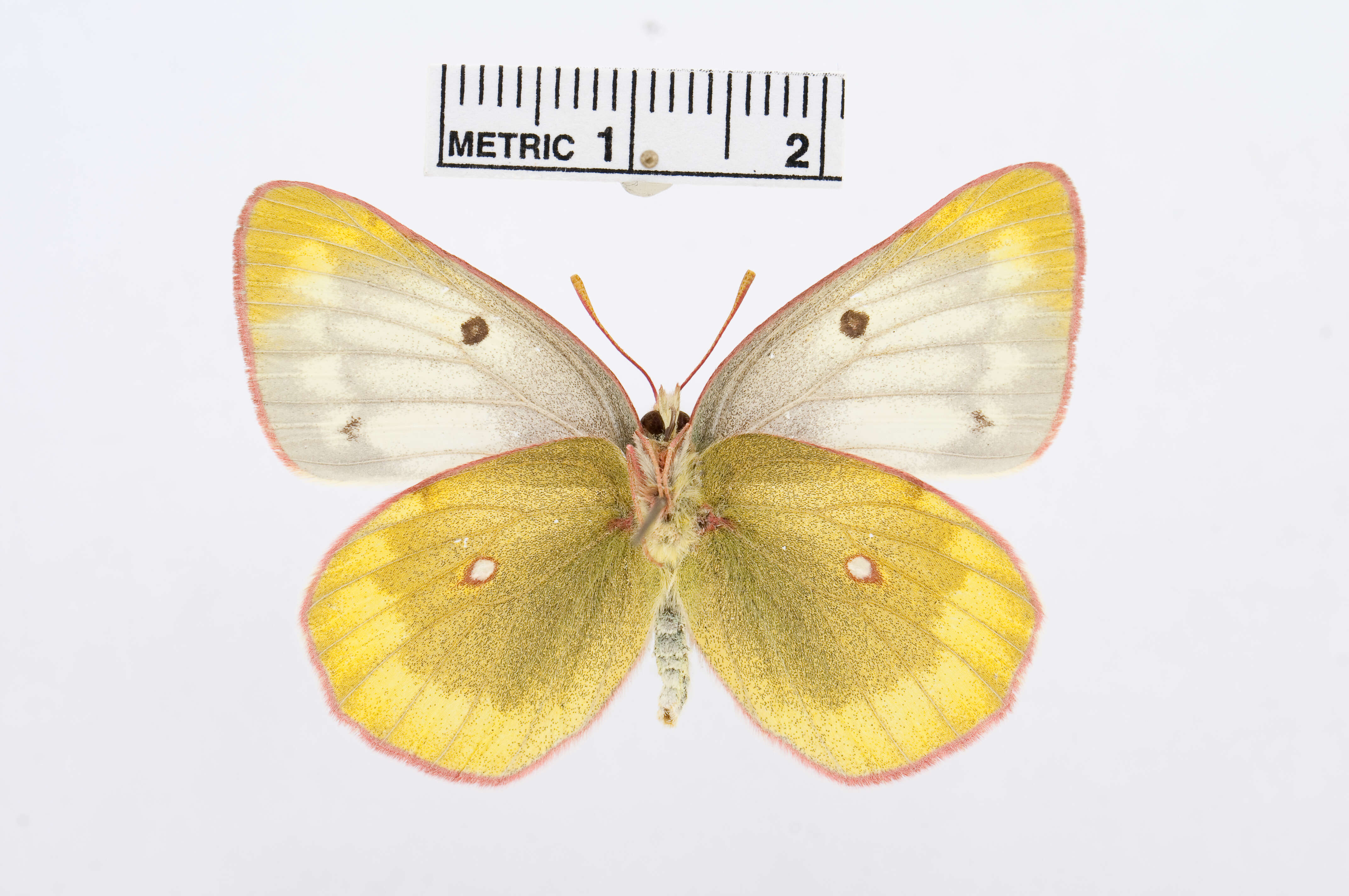 Image of <i>Colias australis</i>