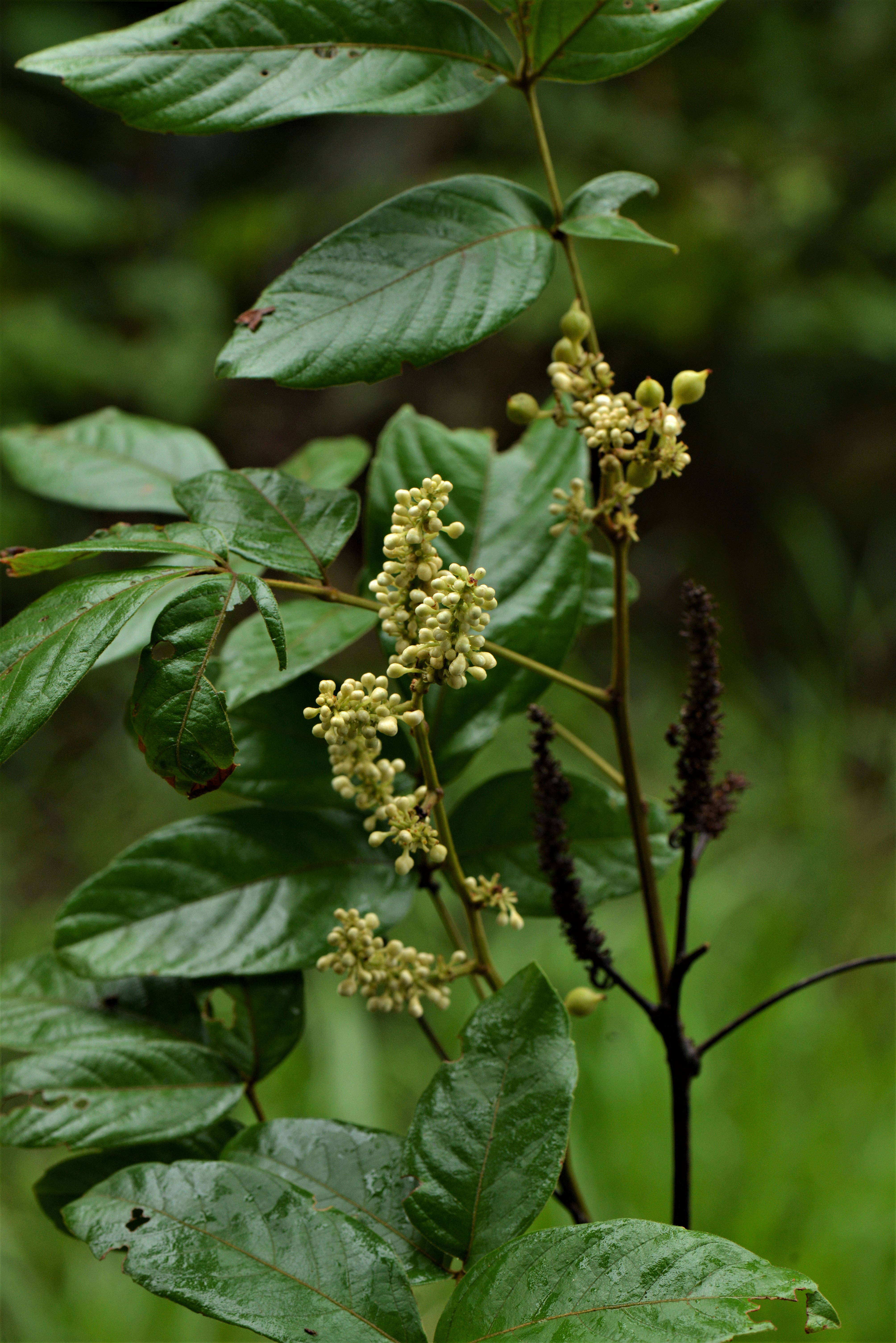 Imagem de Paullinia stellata L. Radlk.