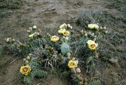 Image of Brownspine Pricklypear