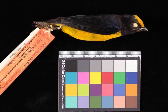 Euphonia xanthogaster oressinoma Olson 1981的圖片