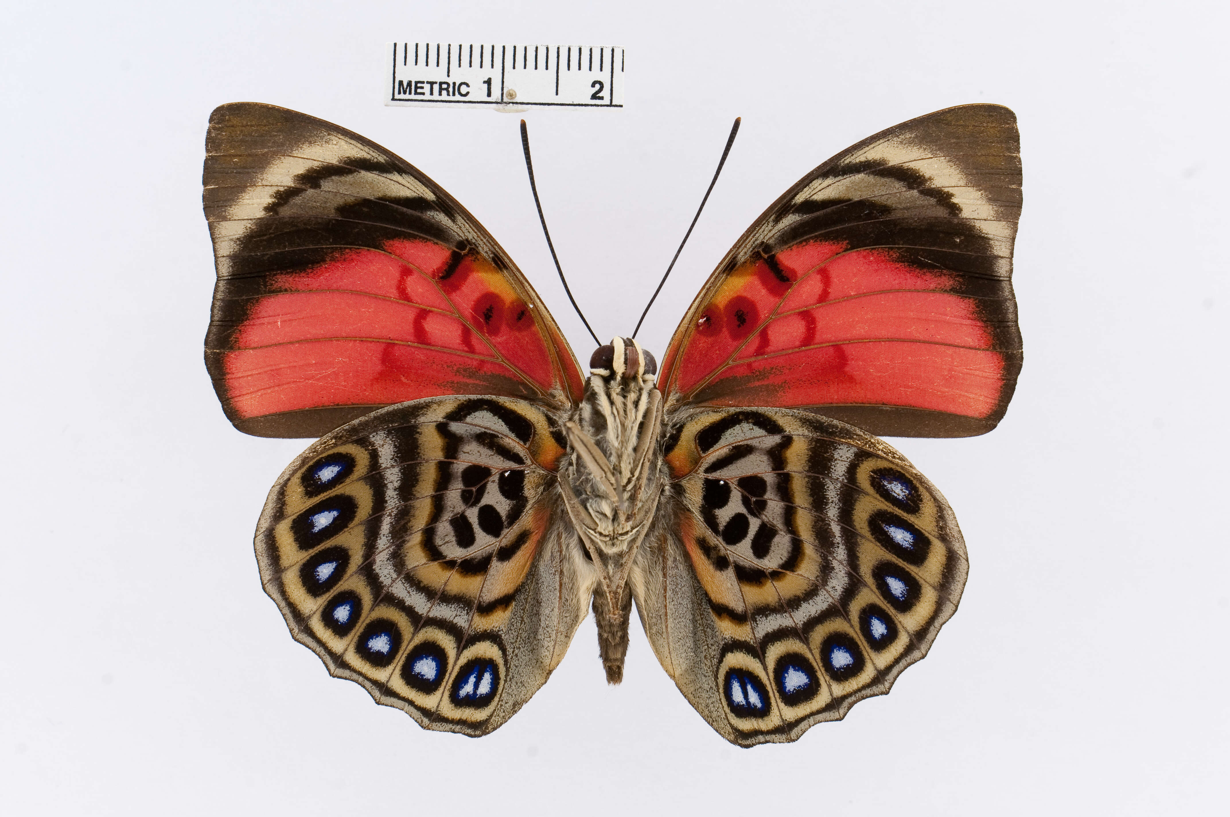 Image of Agrias sardanapalus Bates 1860