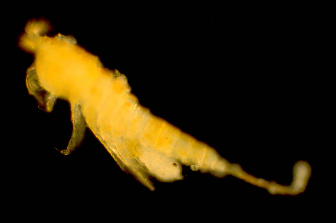 Image of Laophontidae