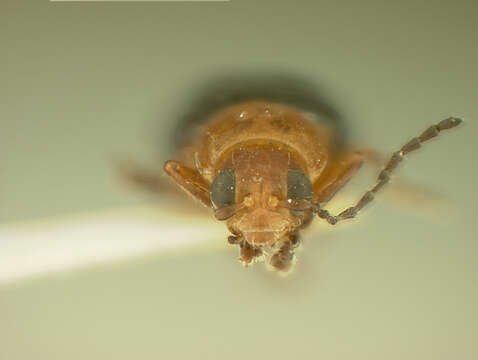 Image of Systena plicata Blatchley 1921