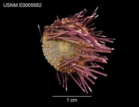 Image of Echinostrephus aciculatus A. Agassiz 1863