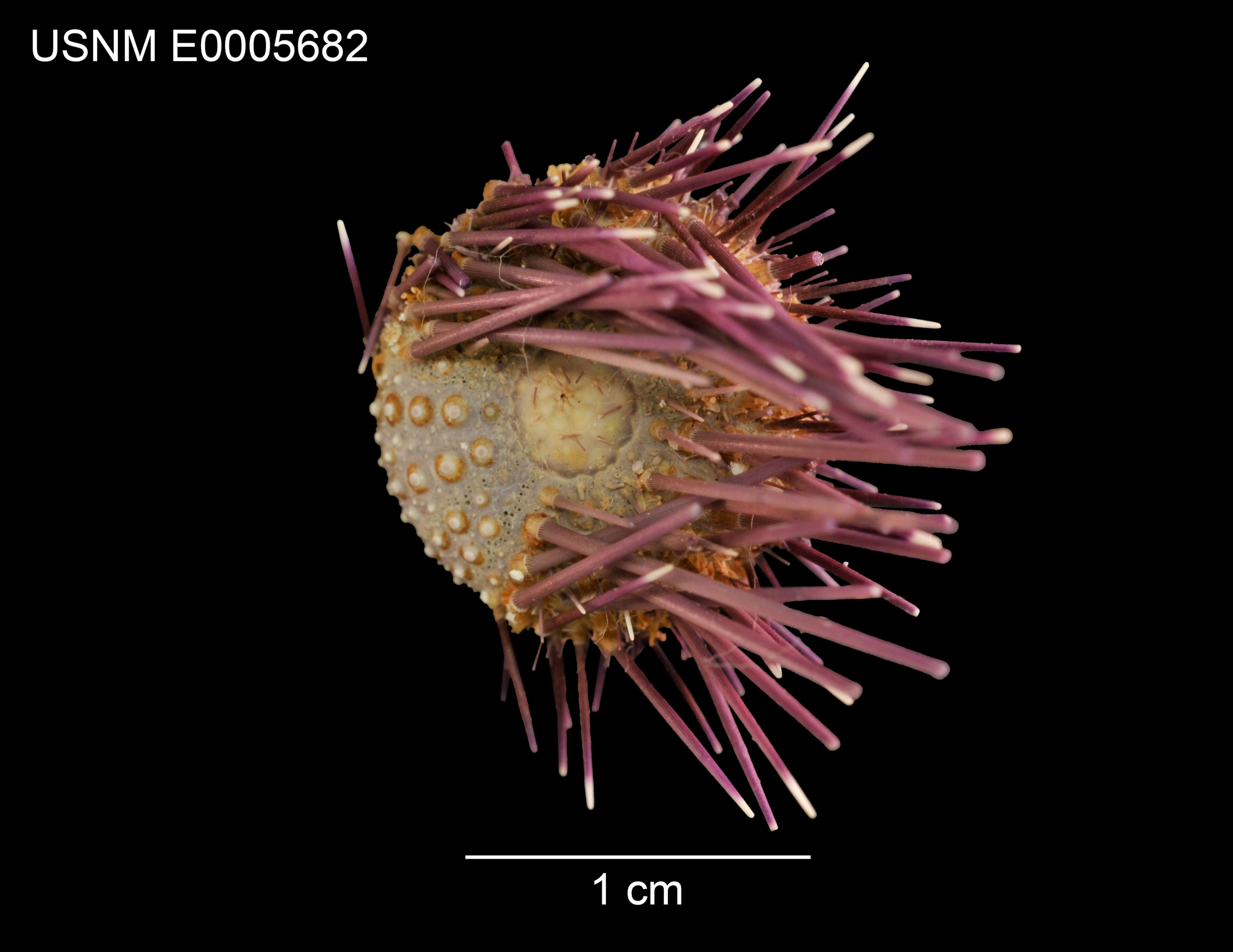 Image of Echinostrephus aciculatus A. Agassiz 1863