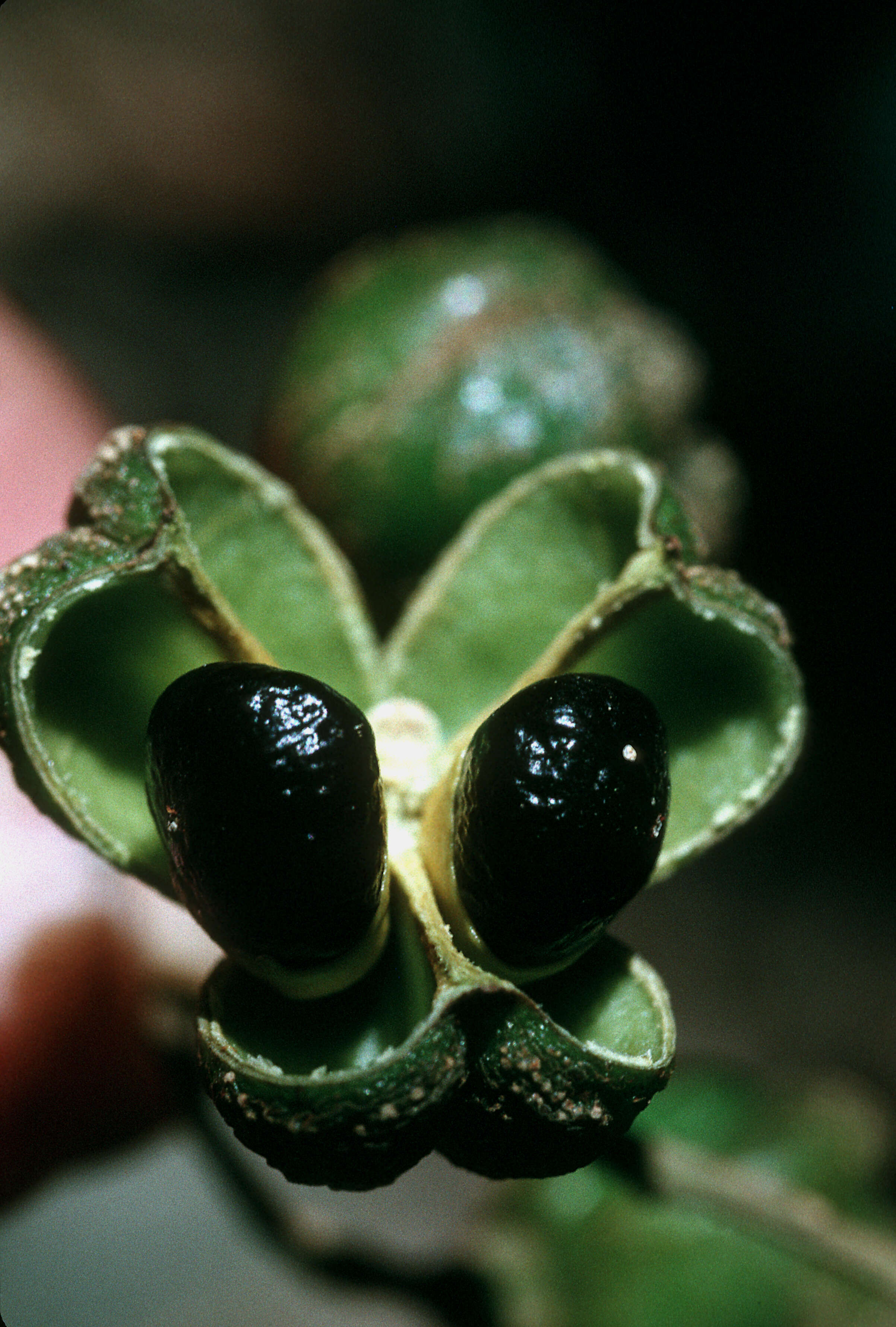 Image of Florida toadwood